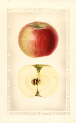 Apples, Melba (1929)