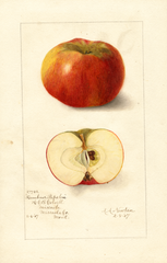 Apples, Rambour Papeleu (1907)