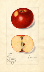 Apples, Pennock (1916)
