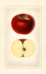 Apples, Paragon (1925)