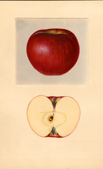Apples, Perkins (1934)