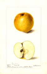 Apples, Peron (1898)