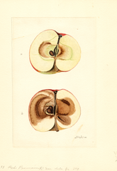 Apples, Red Pearmain (1910)