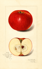 Apples, Red Canada (1916)