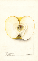 Apples, Reinette Gris (1900)