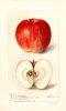 Apples, Pride Of The Hudson (1898)
