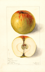 Apples, Pride Of Summer (1911)