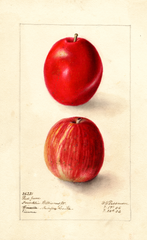 Apples, Red June (1906)