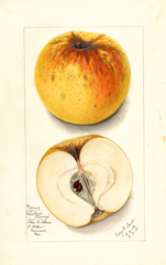 Apples, Winthrop Greening (1912)