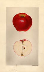 Apples, Seedling Apple No. 49