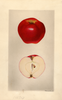 Apples, Seedling Apple No. 49