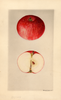 Apples, Seedling Apple No. 1