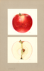 Apples, Close Seedling (1937)