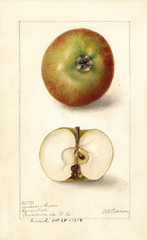 Apples (1904)