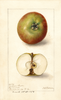 Apples (1904)