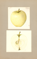 Apples, U.s.d.a. No. 9 (1937)