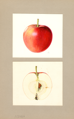 Apples, U.s.d.a. No. 34 (1937)