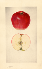 Apples, No. 15 (1929)