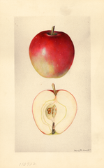 Apples, No. 34