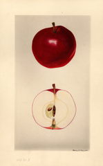 Apples, Seedling Apple No. 34
