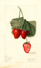Strawberries, Clara Barton (1909)