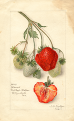 Strawberries, Colossus (1910)