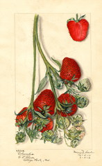 Strawberries, Columbia (1913)