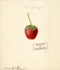 Strawberries, Crawford (1891)