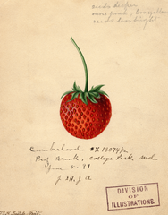Strawberries, Cumberland (1891)