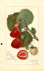 Strawberries, Danby (1913)