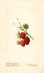 Strawberries, Highlands No. 27 (1921)