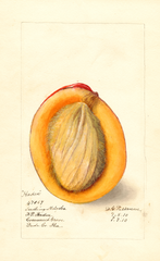 Mangoes, Haden (1910)