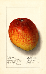 Mangoes, Haden (1914)