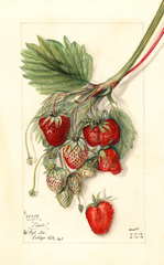 Strawberries, Ideal (1912)