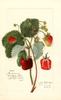 Strawberries, Indiana (1912)
