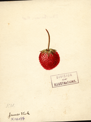 Strawberries, James Vick (1891)