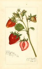 Strawberries, Kellogg Prize (1915)