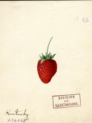 Strawberries, Kentucky (1891)