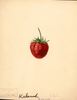 Strawberries, Kirkwood (1891)