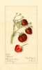 Strawberries, Klondike (1915)