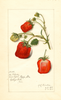 Strawberries, La Follette (1915)