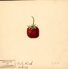 Strawberries, Lady Rusk (1891)
