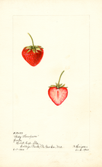 Strawberries, Lady Thompson (1900)