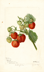 Strawberries, Lehigh (1894)