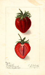 Strawberries, Longworth (1906)