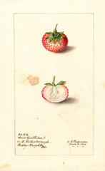 Strawberries, Louis Gauthier (1906)