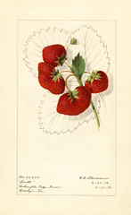 Strawberries, Lovett (1916)