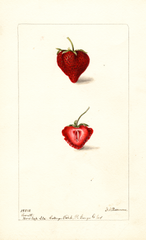 Strawberries, Lovett