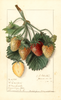 Strawberries, M. Crawford (1911)