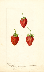 Strawberries, Maida (1896)